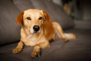 Leia mais sobre o artigo O dia em que tentaram se passar pelo Caramelo – e como a Consulta Processual evitou problemas