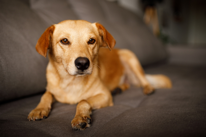 O dia em que tentaram se passar pelo Caramelo – e como a Consulta Processual evitou problemas 1 Você está visualizando atualmente O dia em que tentaram se passar pelo Caramelo – e como a Consulta Processual evitou problemas